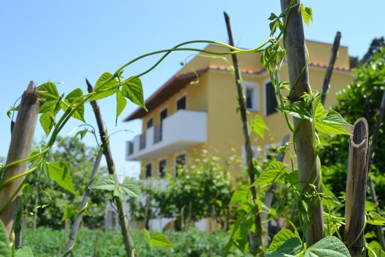 B&B La Vigna Rooms - Ischia Ponte Exteriér fotografie